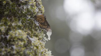 A migrating butterfly confronts the great snowstorm in Mexico MARIPOSA_0...