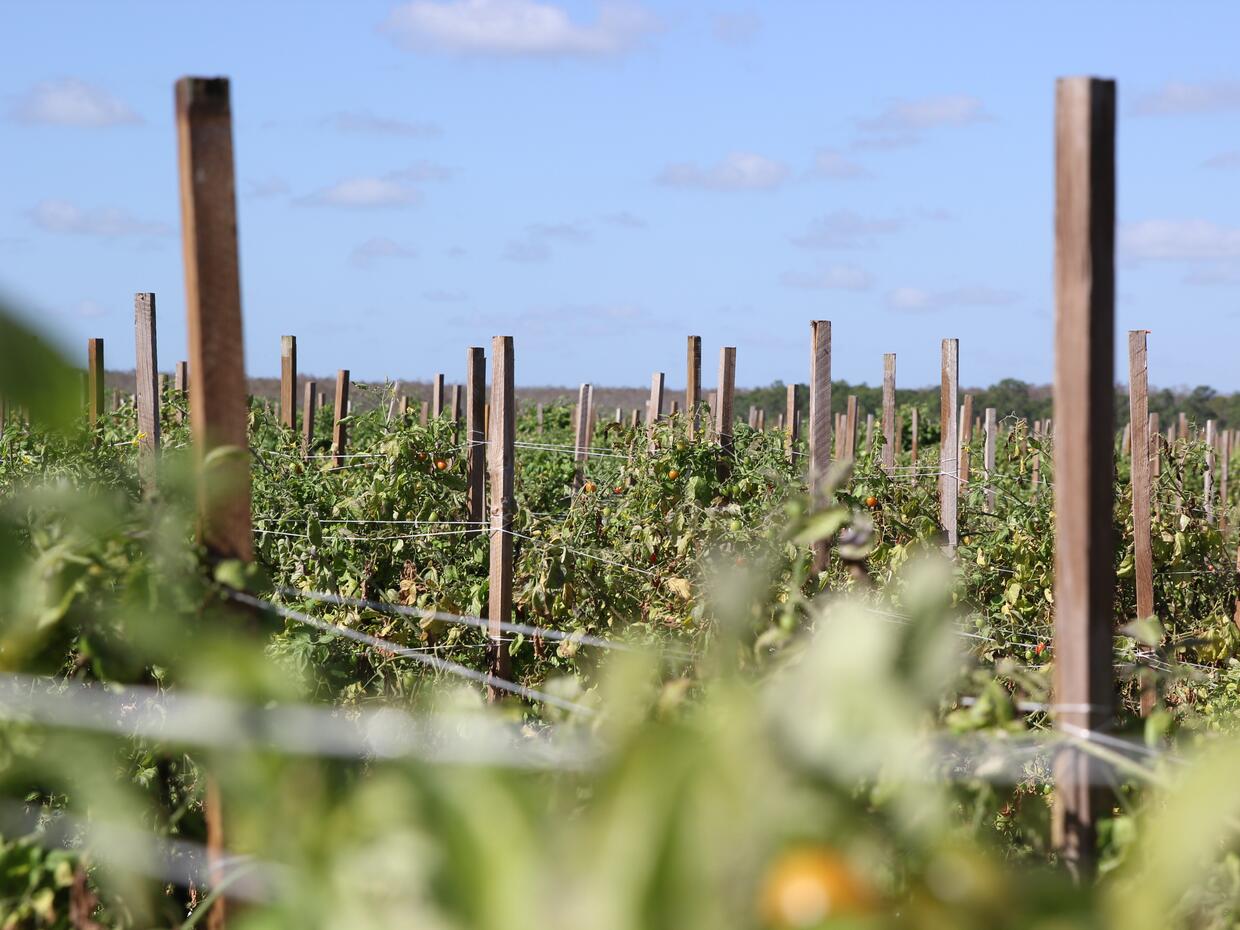 In Immokalee, Florida, undocumented farmworkers live in fear Univision