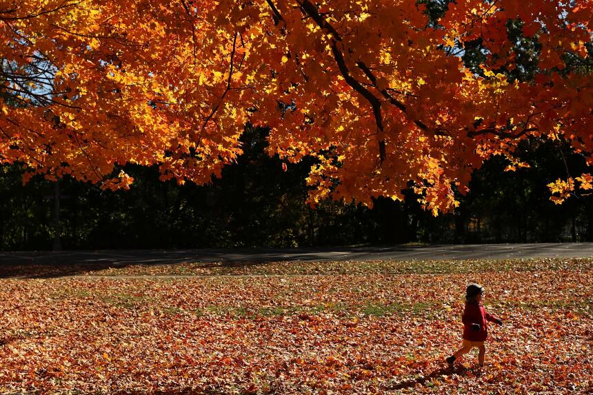 Así se vieron las últimas hojas otoñales del año en Prospect Park, Brook...