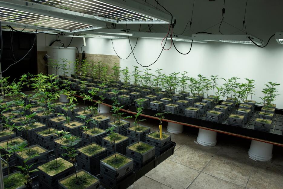 Invernadero de marihuana