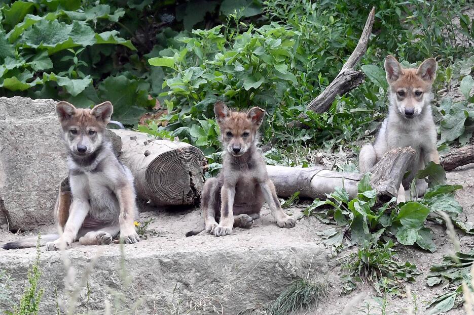 Ya tienen nombres los lobitos mexicanos nacidos en cautiverio en el zool...