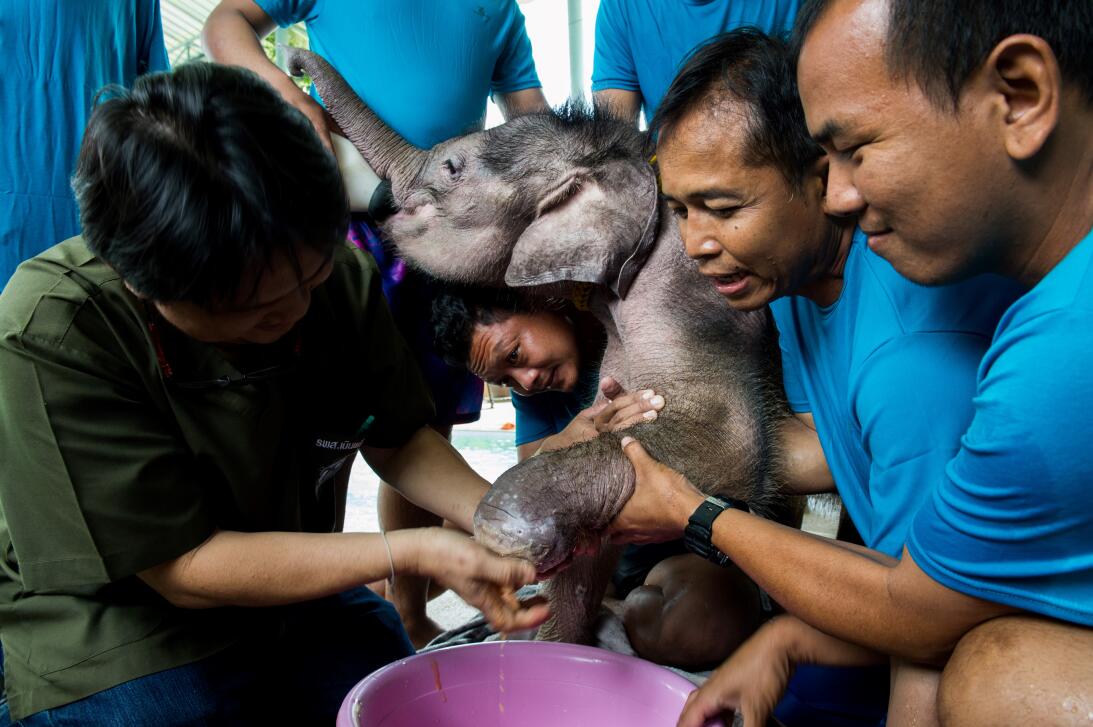 Usan hidroterapia para rehabilitar a bebé elefante en Tailandia GettyIma...