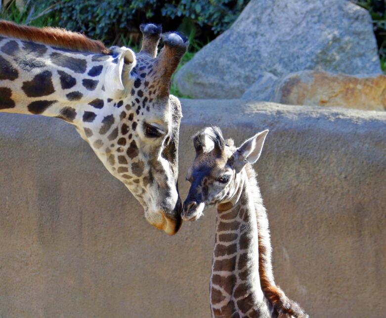 Jirafa Zoológico de Los Ángeles