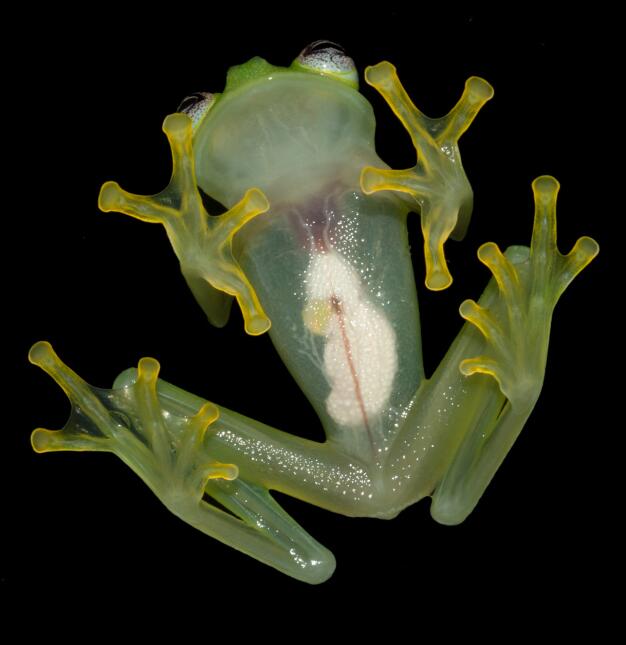 Esta es la vista ventral de una nueva especie de rana de vidrio llamada...
