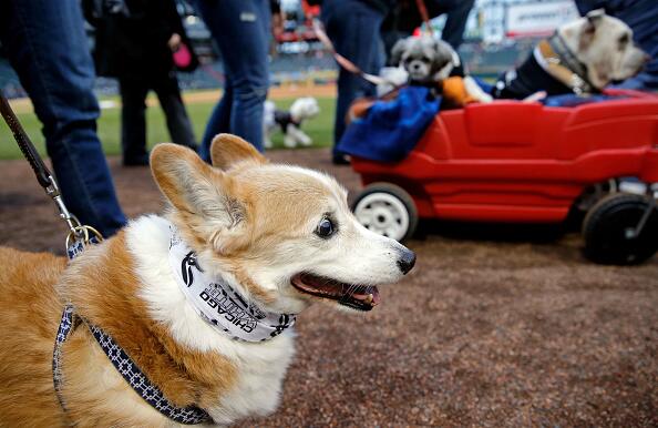 Los fans de los White Sox llevaron a sus perros al estadio