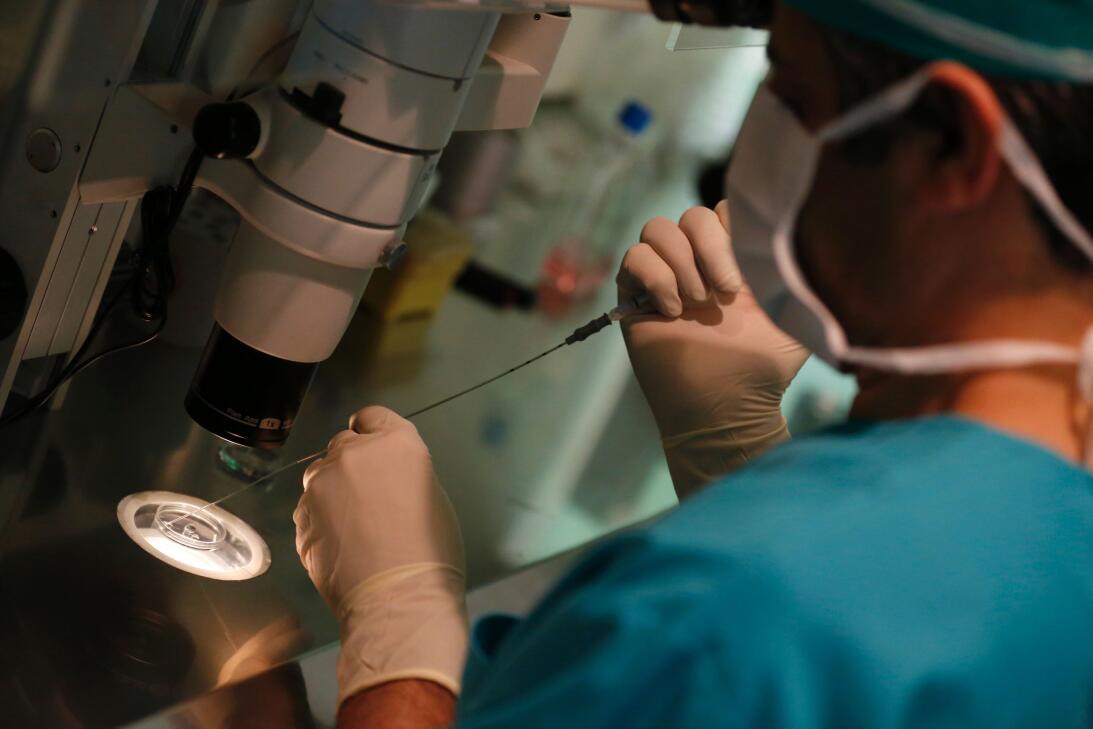 El procedimiento de fertilización podría evitar que los bebés hereden en...