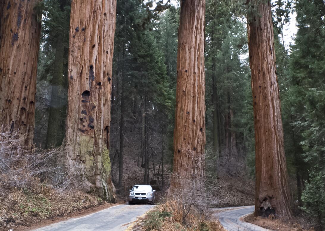 Giant Sequoia (California)
