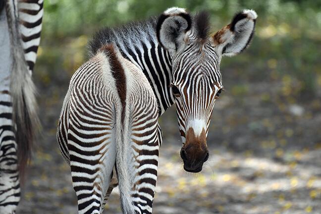 Nace en el Zoo Miami una zebra en peligro de extinción