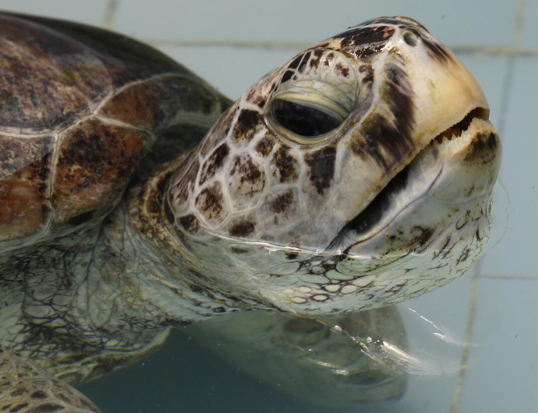 En fotos: la tortuga marina verde a la que le extrajeron 915 monedas del...