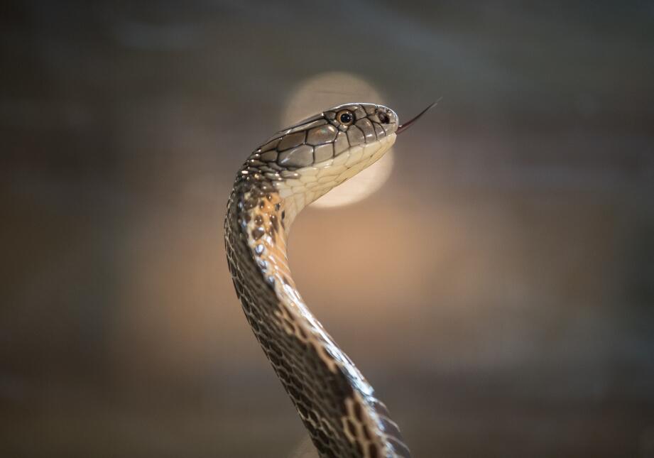 Tras la segunda aparición de una cobra en un barrio residencial en tres...