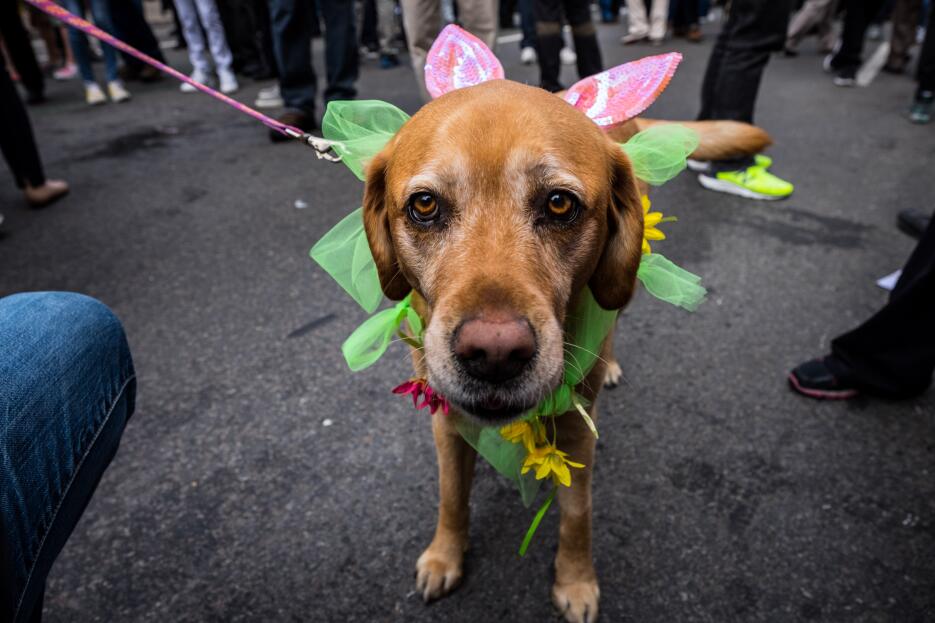Desfile Pascua