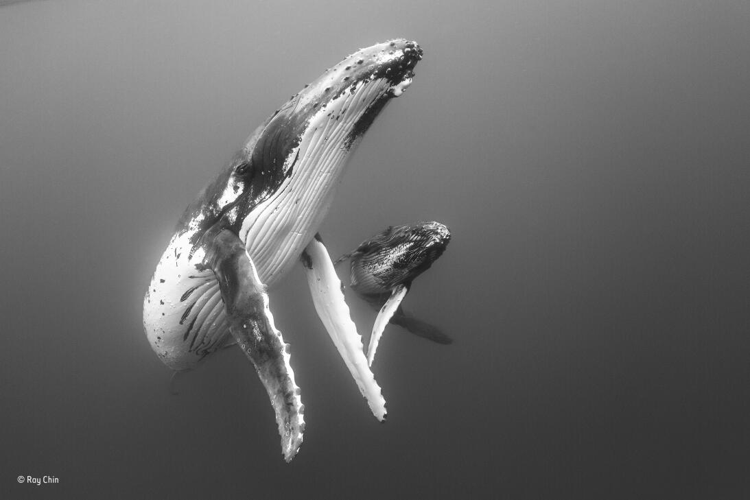 Un gorila abrazado a su rescatador y otras fotografías ganadoras del con...