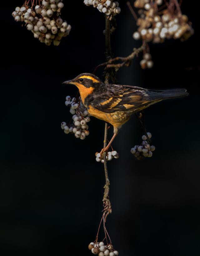 En fotos: el amor y la guerra en el mundo de las aves Varied_Thrush_Heat...