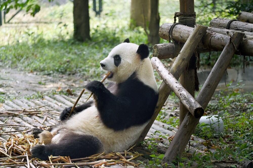 Los pandas abandonan la lista de animales en peligro de extinciónAún est...