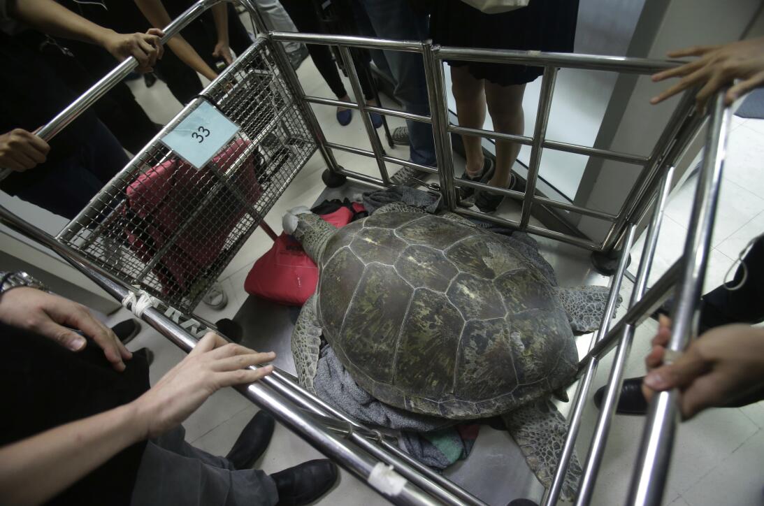 En fotos: la tortuga marina verde a la que le extrajeron 915 monedas del...