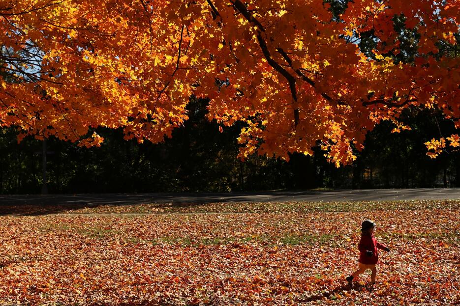 Así se vieron las últimas hojas otoñales del año en Prospect Park, Brook...