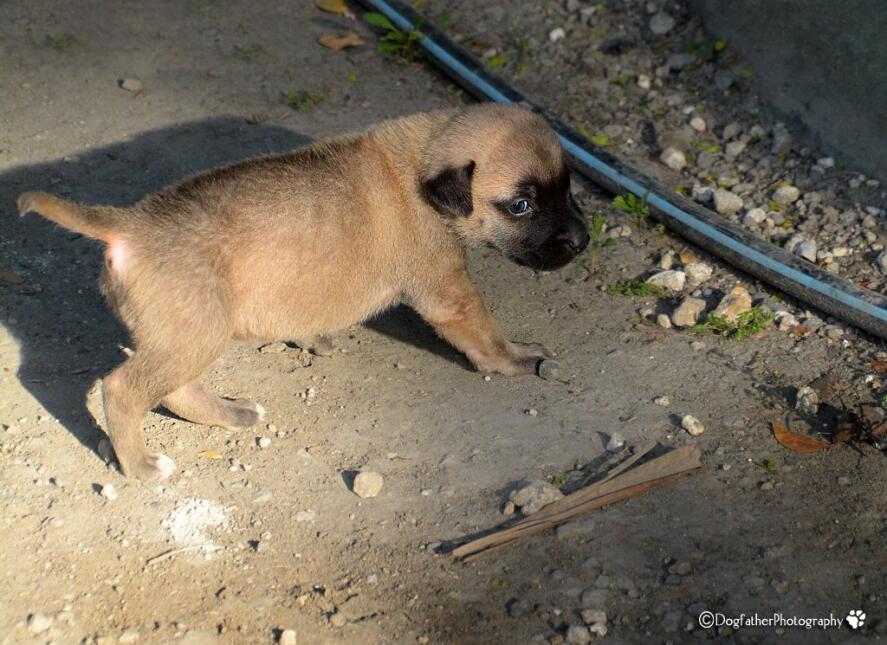 Un grupo de héroes sale a rescatar perros abandonados