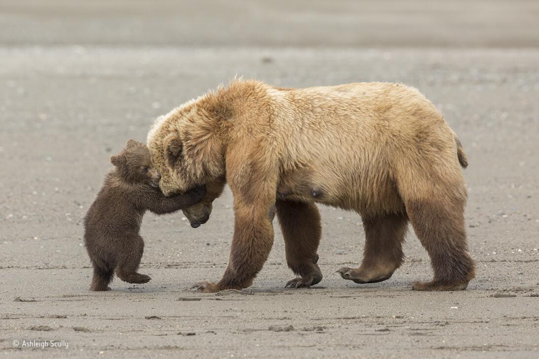 Abrazo de oso. Un osezno juega con su madre mientras ella guía a la fami...