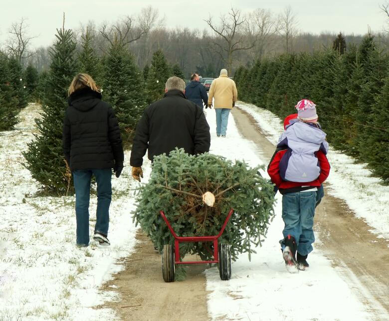 arbol de navidad consejos
