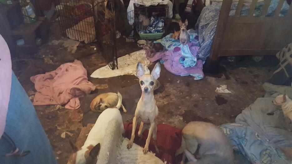 Entre orina y escombros, 49 animales son rescatados de una vivienda en T...