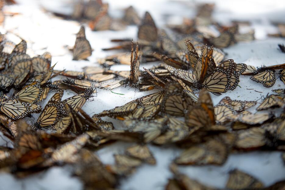 Mariposas monarca: cuando la nieve amenaza su supervivencia JDearing_af_...