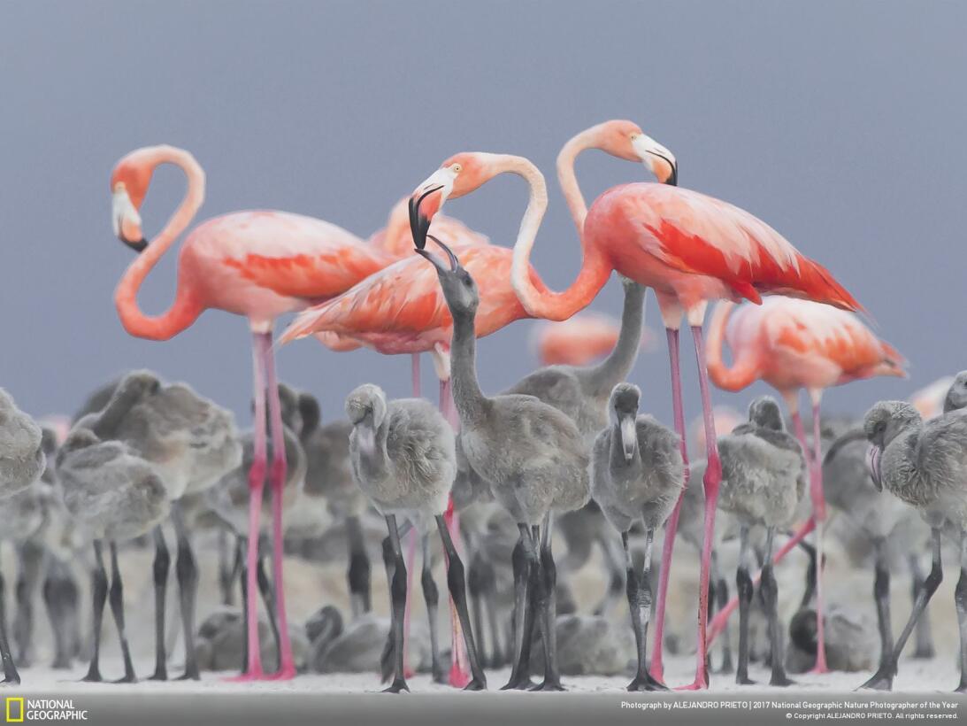 Premio Nat Geo 2017