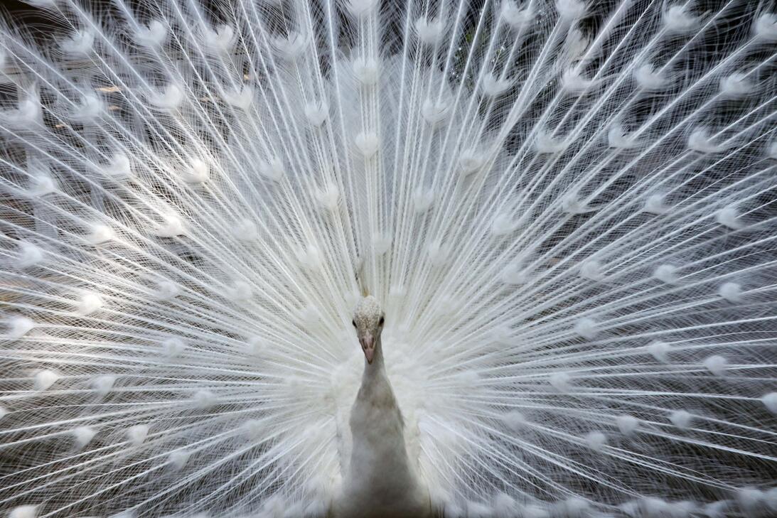 La razón por la que las aves no tienen canas y otros 14 secretos de su p...