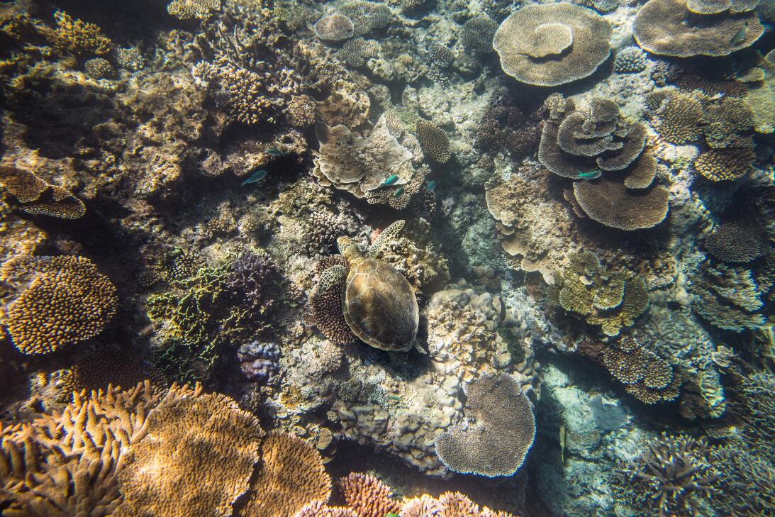La Gran Barrera de Coral de Australia como ejemplo de resilencia natural...