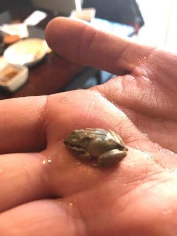 'Lucky', la ranita que apareció en una caja de ensalada y se convirtió e...