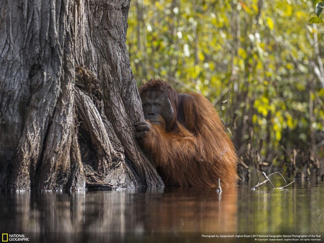 Premio Nat Geo 2017