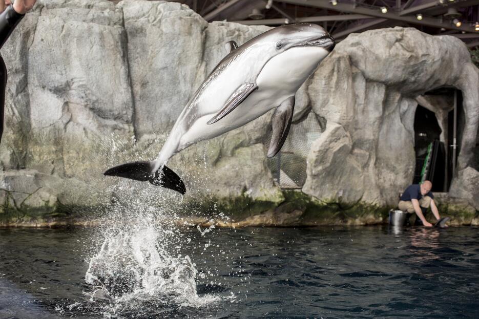 El Acuario dio a conocer que una de sus delfines, Katrl, una delfin de 2...