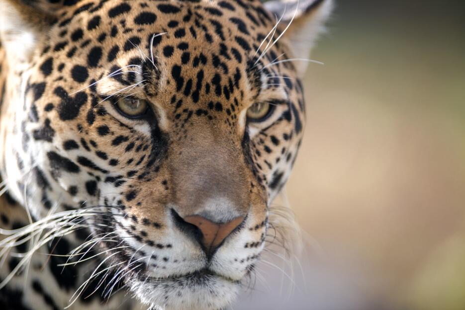 En fotos: Jaguares capatados en Arizona y Nuevo México credit-eric-kilby...