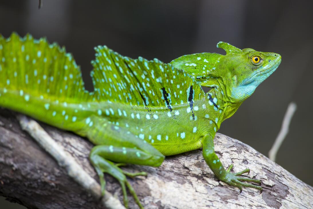 ¿Que los dragones no existen? Quizás quieras reconsiderarlo después de v...