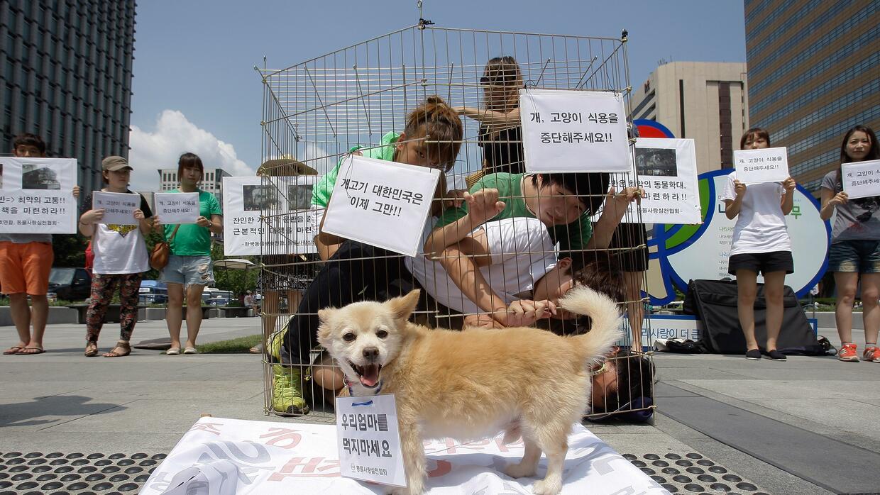 Jóvenes protestan en Seul, Corea del Sur, en contra del consumo de carne...