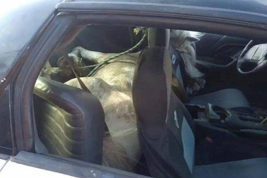 Conductor lleva a su caballo al doctor en un Chevrolet Camaro