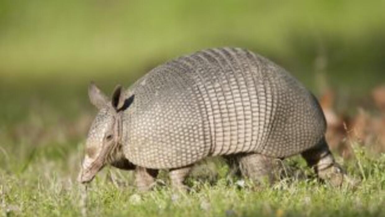 Armadillos podrían estar transmitiendo lepra en Florida Univision