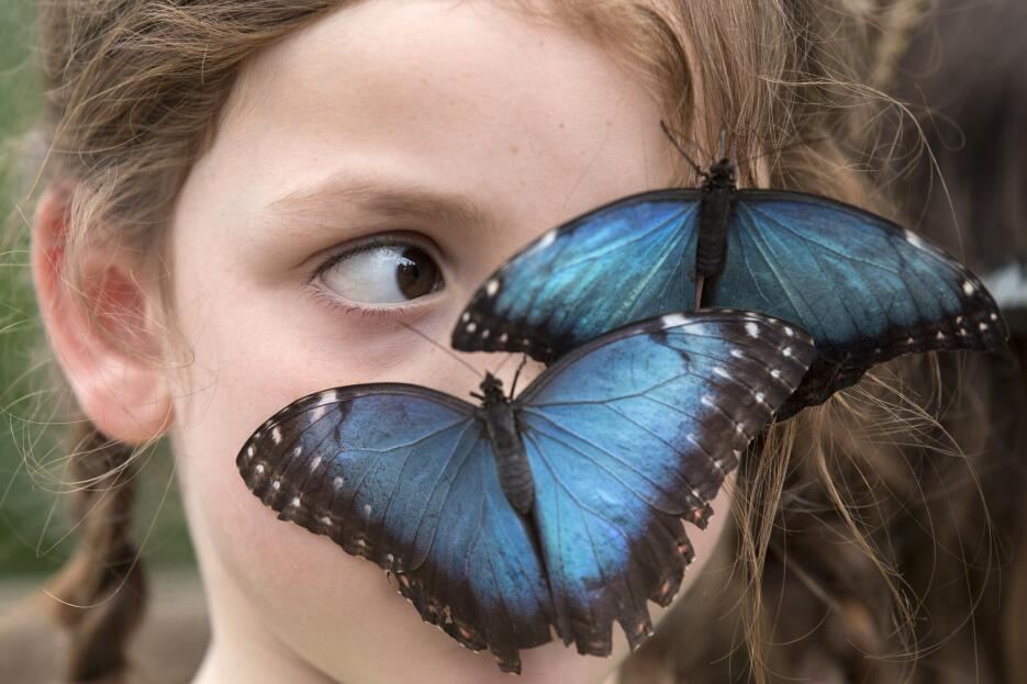 Ya abrió nuevo conservatorio de mariposas en el Fairchild Tropical Botan...