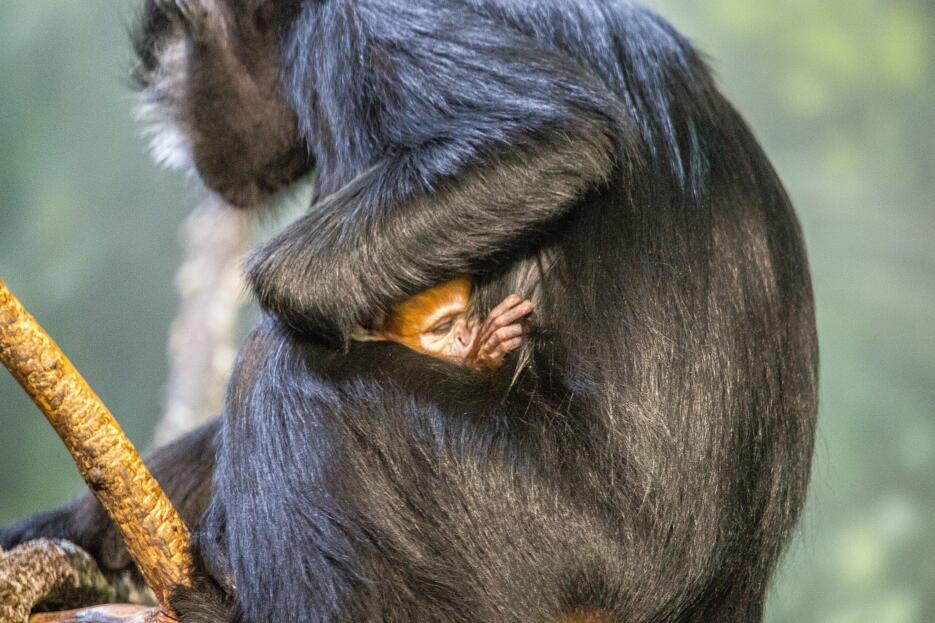 Nuevo bebé primate en el zoológico Lincoln