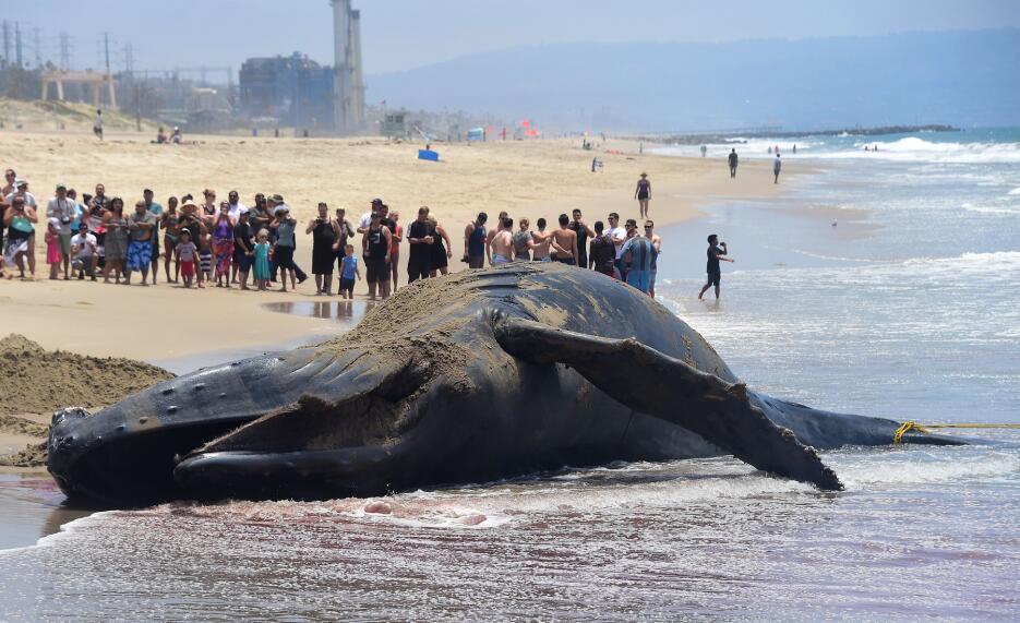 Ballena muerta en la playa Dockweiler en el condado de Los Ángeles.