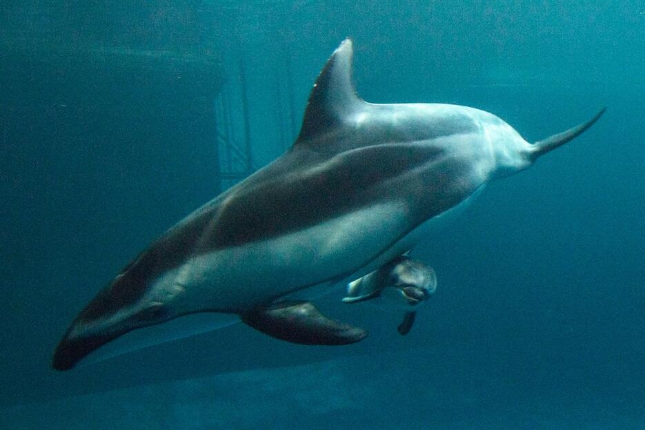 Bebé delfín nacido en cautiverio en Acuario Shedd