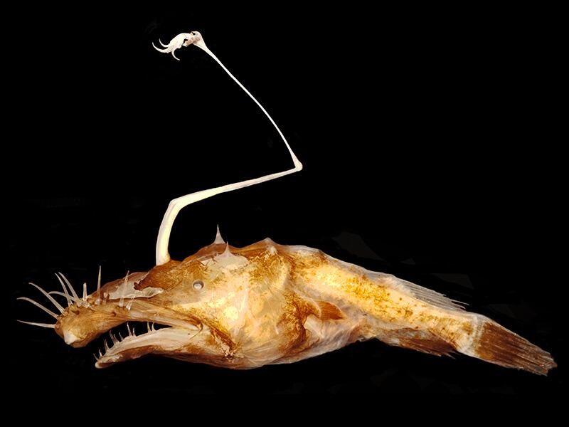 El pez rape (Lasiognatus dinema) tiene un órgano que se sale por encima...
