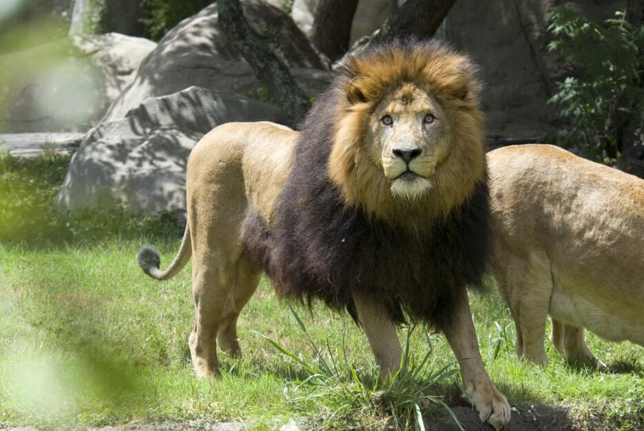 Jonathan fue traído al zoológico de Houston en 2006 y vivió la mayor par...