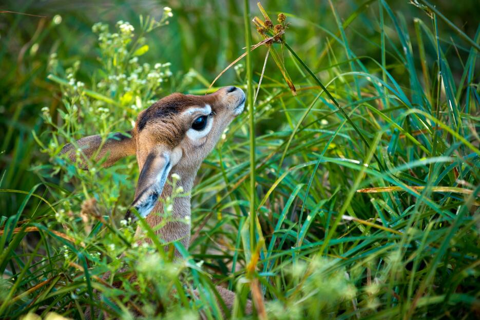 January, cría de una hembra gerenuk