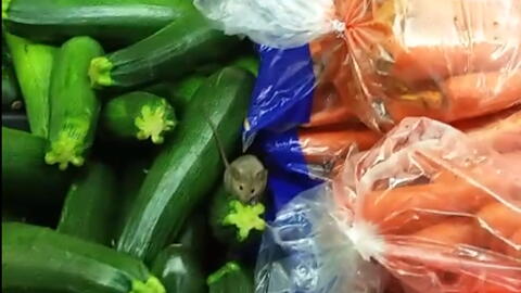 Un cliente del mercado El Super grabó un video de un ratón merodeando po...