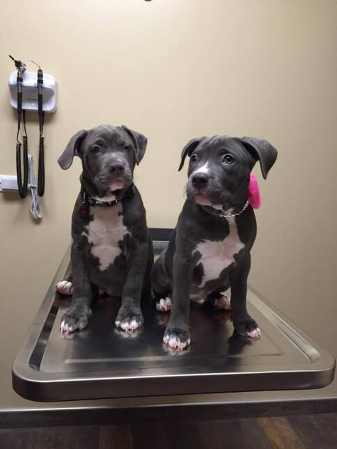 Usuarios de Univision Chicago festejaron el #NationalPuppyDay y comparti...