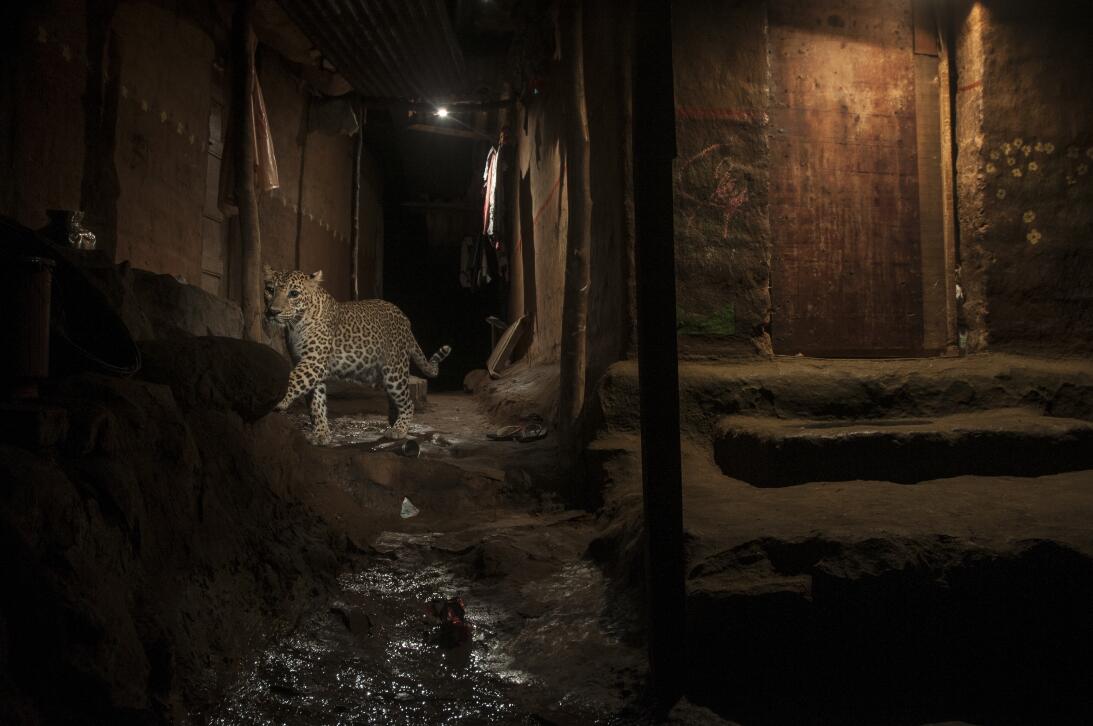World Press Photo