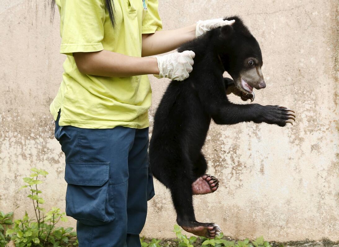 A wildlife department official holds a Malayan sun bear for the media at...