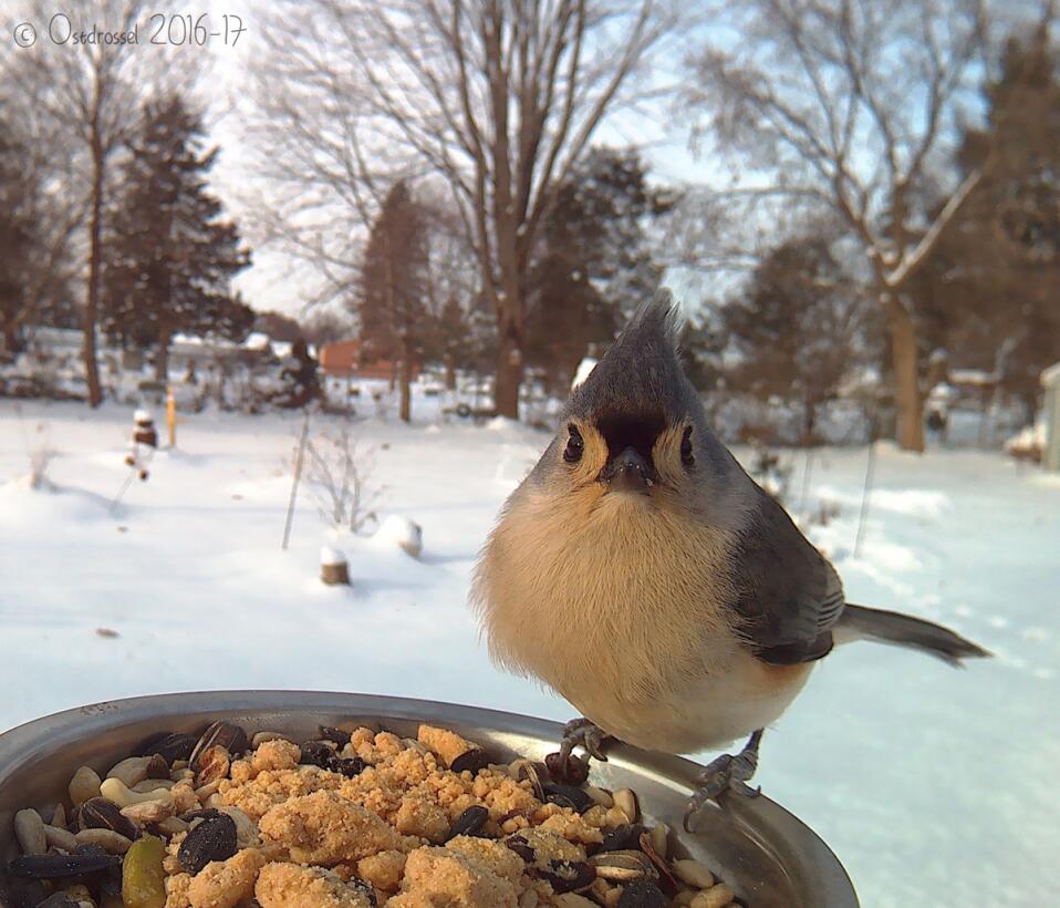 Cuando la curiosidad de las aves queda retratada en ‘selfies’ TuftedTitm...