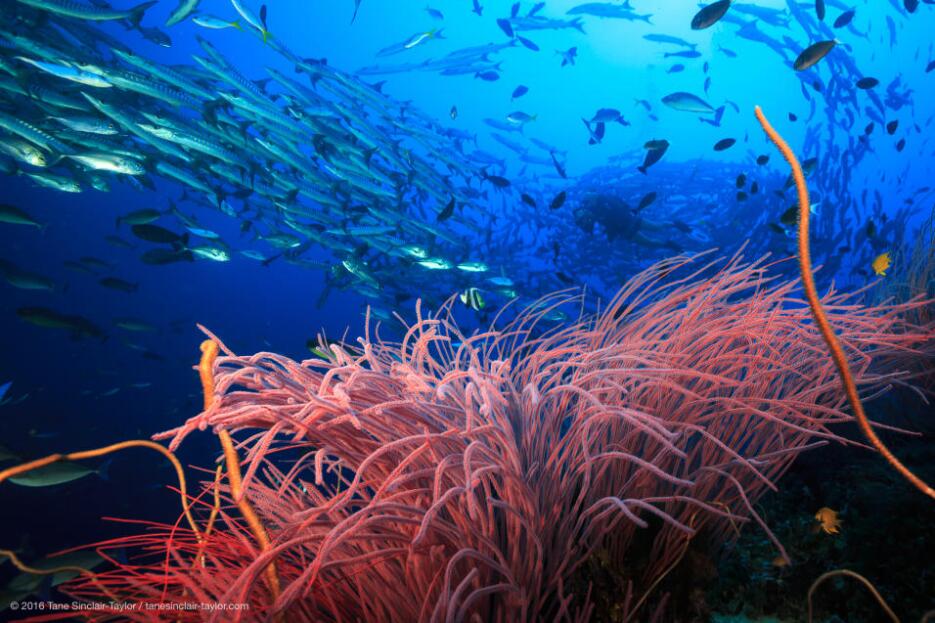 Despite overfishing and pollution, scientists have identified some reefs...